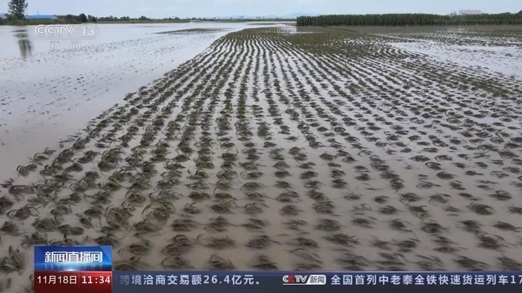 [新闻直播间]粮食收购正在有序开展 黑龙江 尚志:减产地抢收加工 整体