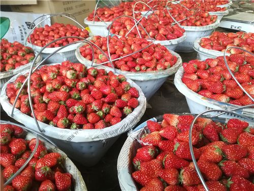 农粮驿站收购贫困户产品——草莓